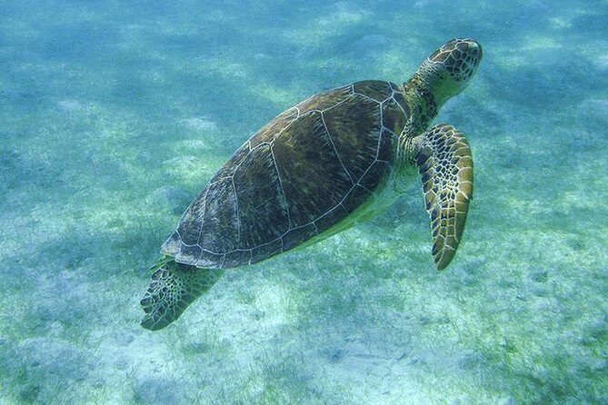 Sea Turtle Snorkeling Ecofriendly Tour from Cancun & Riviera Maya - Final Thoughts: Who Should Consider This Tour?