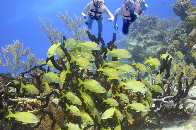 Sea Turtle Snorkeling Ecofriendly Tour from Cancun & Riviera Maya - FAQ