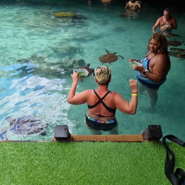 Sea Turtles (Aquarium): A hidden cave Into the Deep. - Who Will Love This Tour?