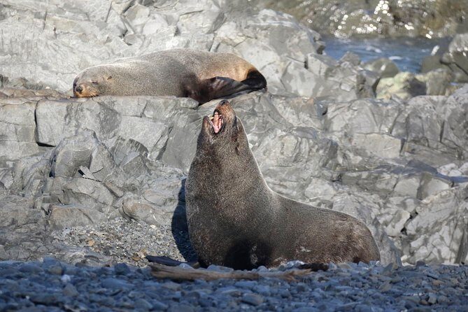 Seal Coast Safari - Exclusive access to Wellington's secret coast - Price and Value