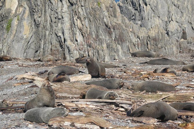 Seal Coast Safari - Exclusive access to Wellington's secret coast - What the Reviews Say