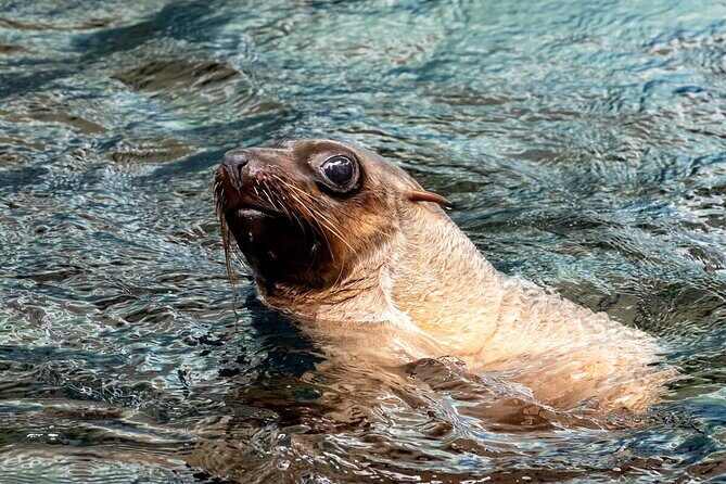 Seal Experience at Melbourne Zoo - excl. entry - A Closer Look at the Seal Experience