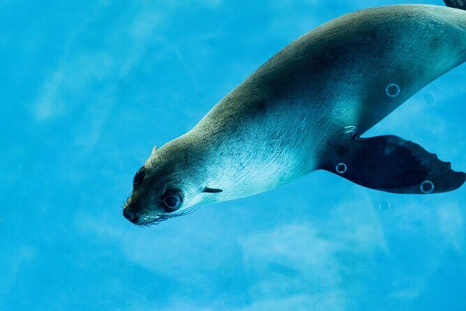 Seal Experience at Melbourne Zoo - excl. entry - Who Should Consider This Experience?