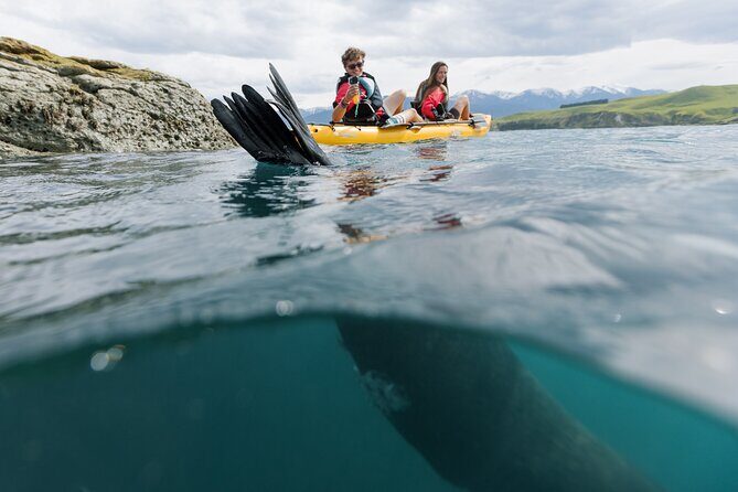 Seal Kayaking Adventure in Kaikoura - Why This Tour Offers Great Value