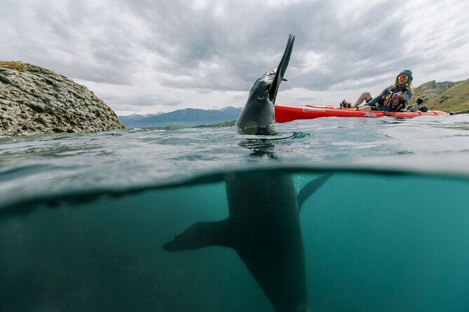 Seal Kayaking Adventure in Kaikoura - Practical Details & Considerations