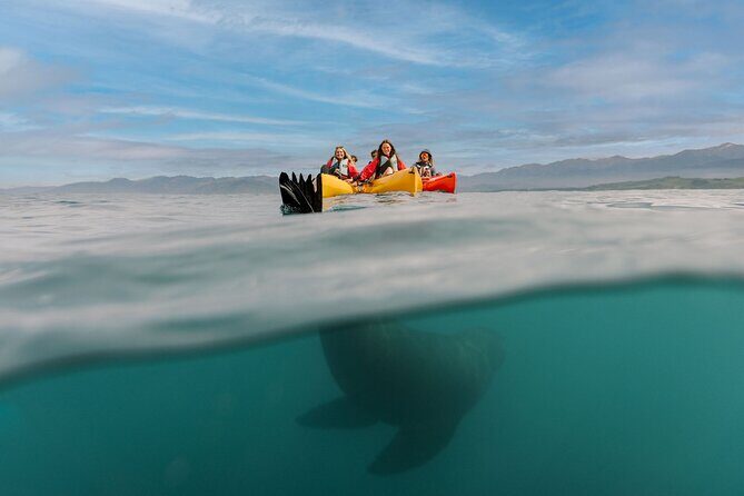 Seal Kayaking Adventure in Kaikoura - Final Thoughts