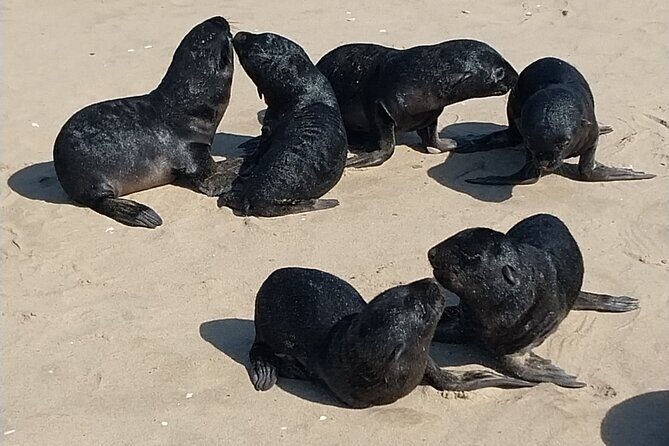 Seal Kayaking at Pelican Point from Swakopmund - In-Depth Review of the Seal Kayaking Tour