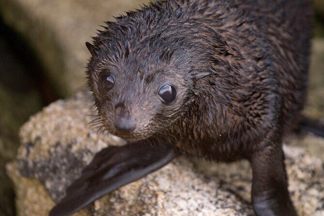 Seal Sanctuary Tour - Guided Kayaking - New Zealand - The Experience in Detail