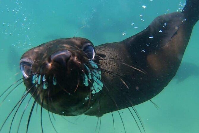 Seal Swimming Activity in Plettenberg Bay - An In-Depth Look at Seal Swimming in Plettenberg Bay