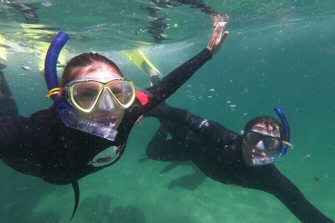 Seal Swimming Activity in Plettenberg Bay - Frequently Asked Questions