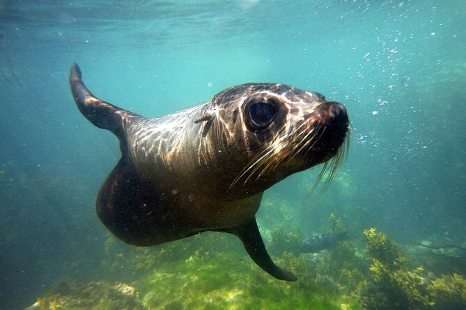 Seal Swimming Tour from Kaikoura - Key Points