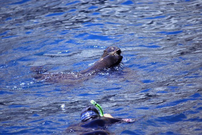 Seal Swimming Tour from Kaikoura - The Sum Up: Is It Worth It?