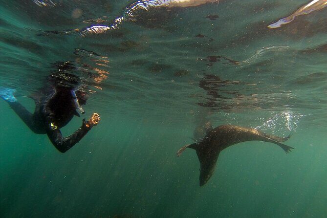 Seal Swimming Tour from Kaikoura - FAQ