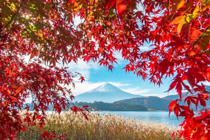 Seasonal Mt. Fuji Scenic Views, Fruit Picking and Ropeway! - Key Points