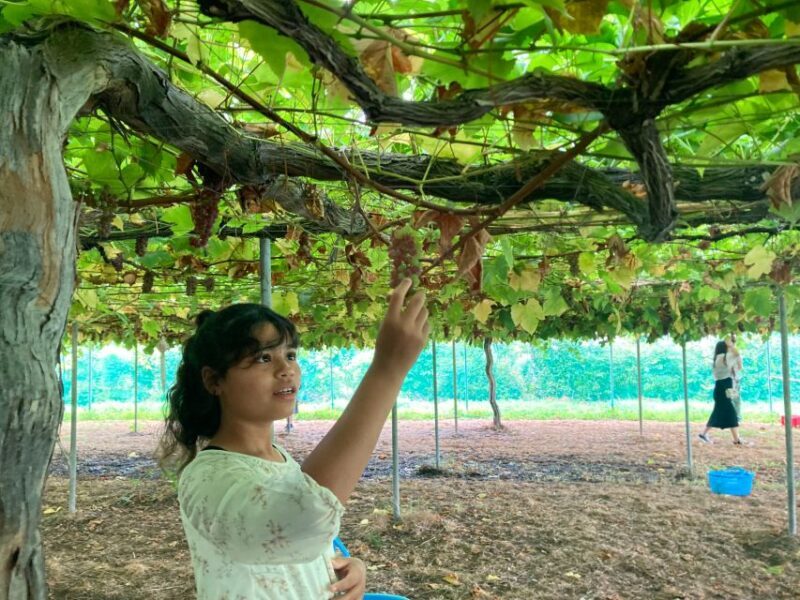 Seasonal Mt. Fuji Scenic Views, Fruit Picking and Ropeway! - A Full Breakdown of the Tour: What to Expect