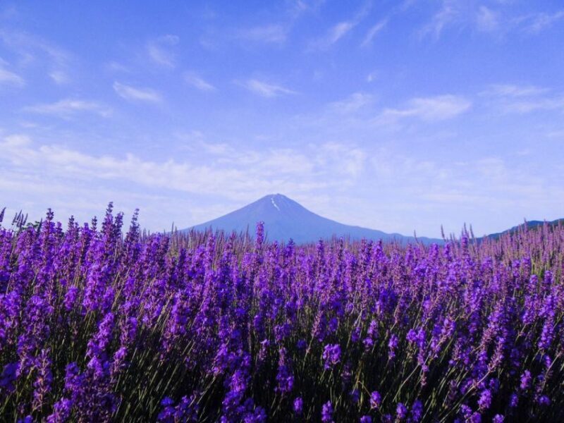 Seasonal Mt. Fuji Scenic Views, Fruit Picking and Ropeway! - Detailed Guide to the Experience