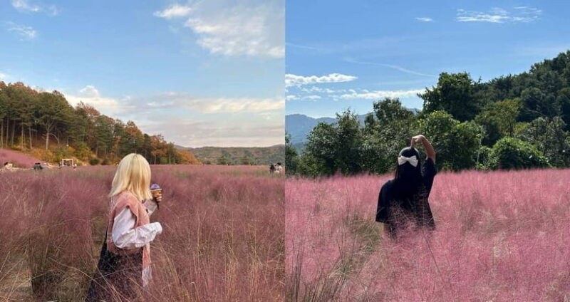Seasonal Pocheon Full Day Tour with Apple Farm Experience - Key Points