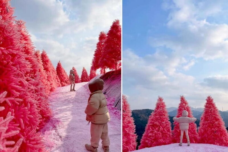 Seasonal Pocheon Full Day Tour with Apple Farm Experience - The Sum Up: Is It Worth It?