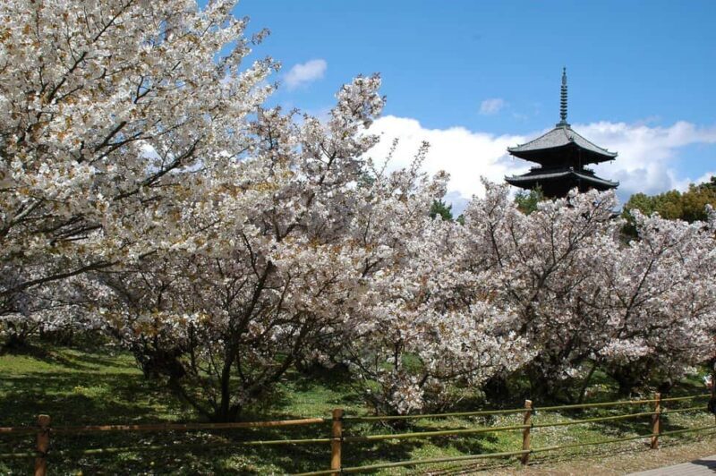 Seasonal Splendor Kyoto Cherry Blossoms (Spring Only) - Who Should Consider This Tour
