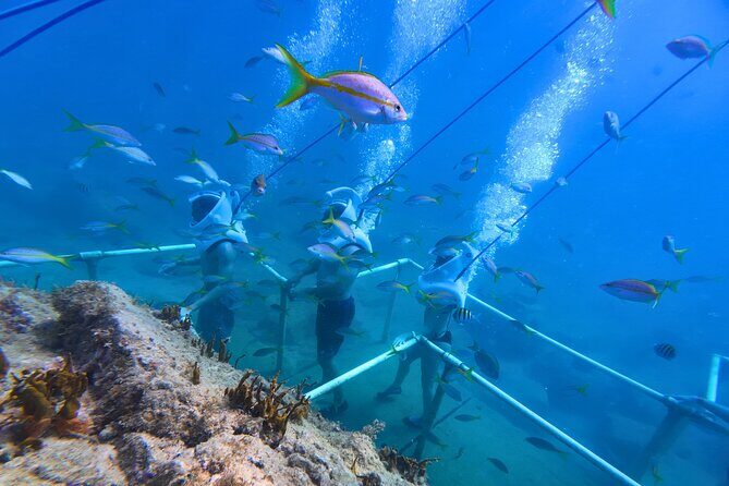SeaTrek Tour St. Maarten - The Realities — Pros and Cons