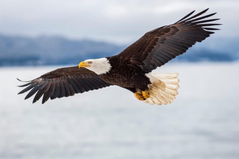 Seattle: Half-Day Wildlife and Whale Watching Cruise - Key Points