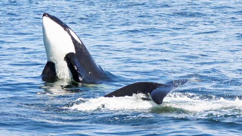 Seattle: Half-Day Wildlife and Whale Watching Cruise - An In-Depth Review of the Experience