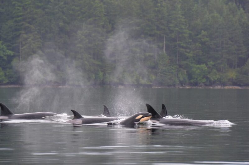 Seattle: Half-Day Wildlife and Whale Watching Cruise - FAQs