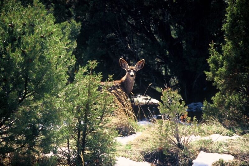 Sedona: PRIVATE 2-Hour Jeep (Hummer) Tour Gambler Trail - Discovering the Gambler Trail in Sedona