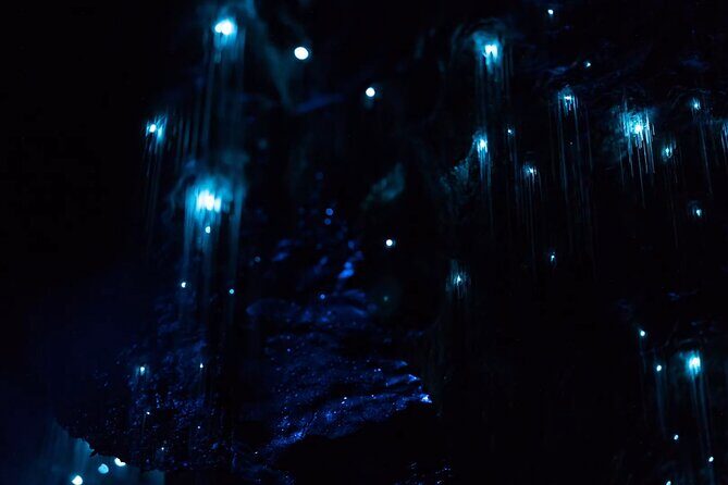 See Auckland's Secret Glow Worms - Introduction
