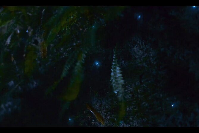 See Auckland's Secret Glow Worms - The Sum Up