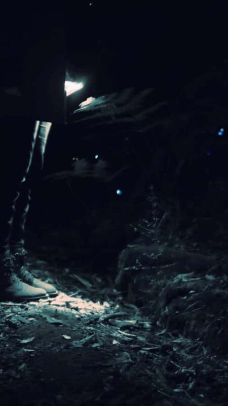 See Auckland's Secret Glow Worms - An In-Depth Look at the Glow Worm Night Walk