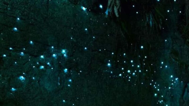 See Auckland's Secret Glow Worms - Authentic Reviews: What Others Say