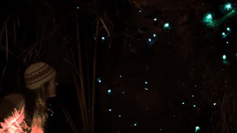 See Auckland's Secret Glow Worms - The Sum Up