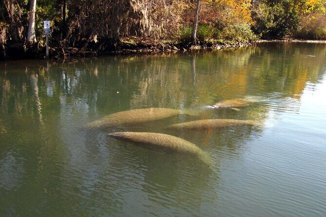 See Crystal River - National Wildlife Refuge Sightseeing Cruise - An In-Depth Look at the Experience