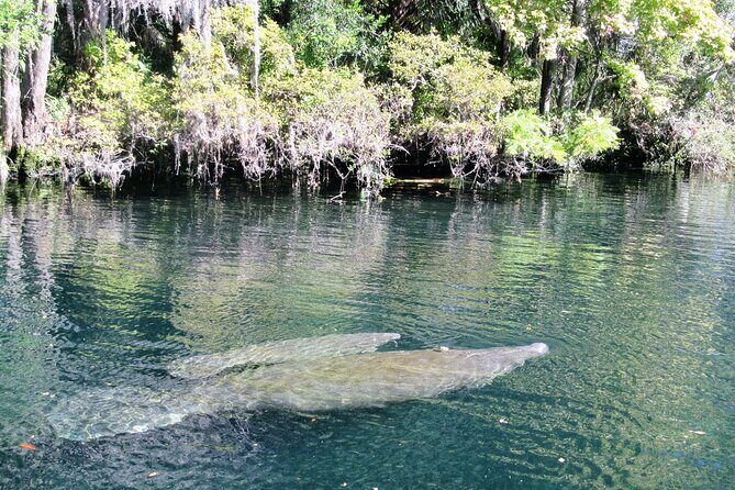See Crystal River - National Wildlife Refuge Sightseeing Cruise - Final Words