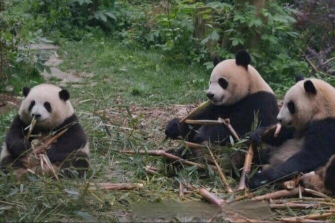 See Panda Guangzhou Chimelong Safari Park and Circus Private Tour - Practical Considerations