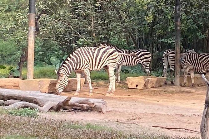 See Panda Guangzhou Chimelong Safari Park and Circus Private Tour - The Sum Up