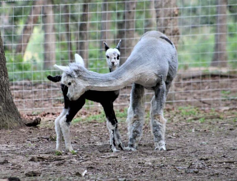 Seguin: Alpaca Experience and Adventure Tour - Practical Details and What to Expect