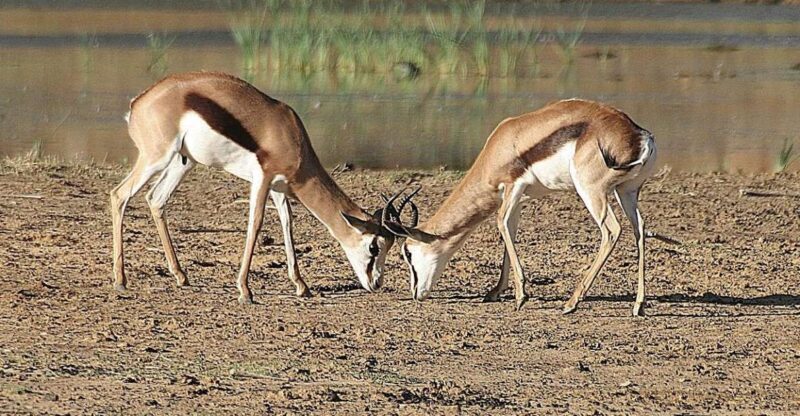 Self drive Aquila Safari Game Reserve Afternoon Game Drive - What We Loved About This Safari