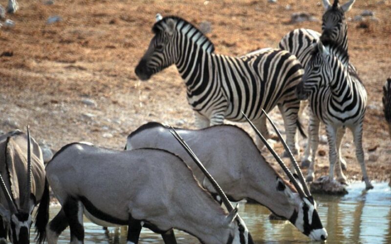 Self drive Aquila Safari Game Reserve Sunset Game Drive - Who Would Love This Tour?