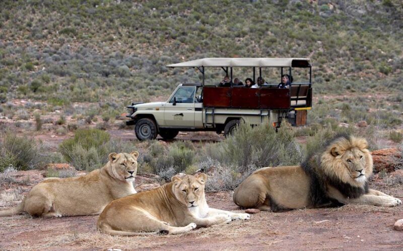 Self drive Aquila Safari Reserve Early Morning Game Drive - Authentic Experiences and Review Insights