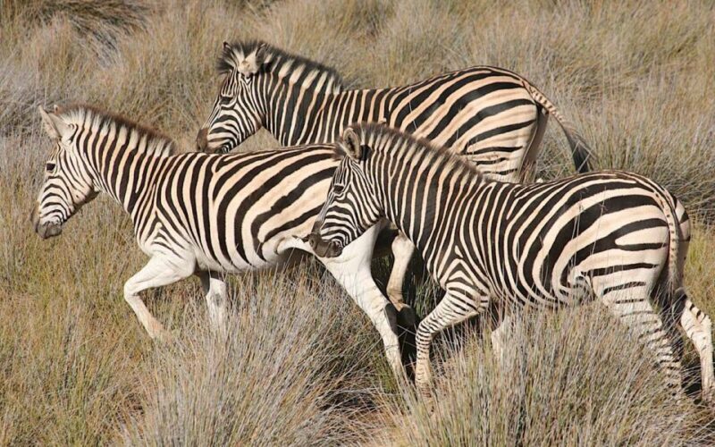 Self drive Aquila Safari Reserve Early Morning Game Drive - The Sum Up