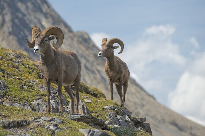 Self-Guided Audio Driving Tour in Jasper National Park - Exploring Jasper with a Self-Guided Audio Tour