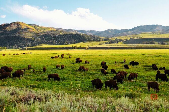 Self-Guided Audio Driving Tour in Yellowstone and Grand Teton - The Sum Up