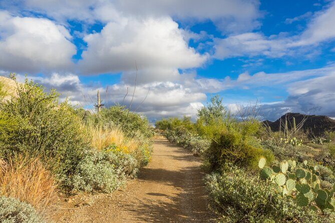 Self Guided Driving Audio Tour of Saguaro National Park - A Deep Dive into the Experience