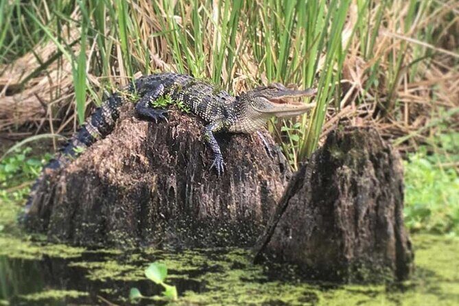 Self Guided Kayak Bayou Swamp Tour - Who Will Love This Tour?