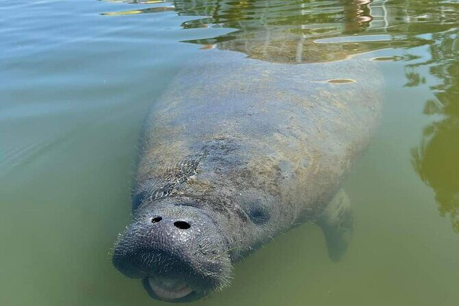 Self-Guided Kayaking Manatee and Dolphin Tour - The Sum Up