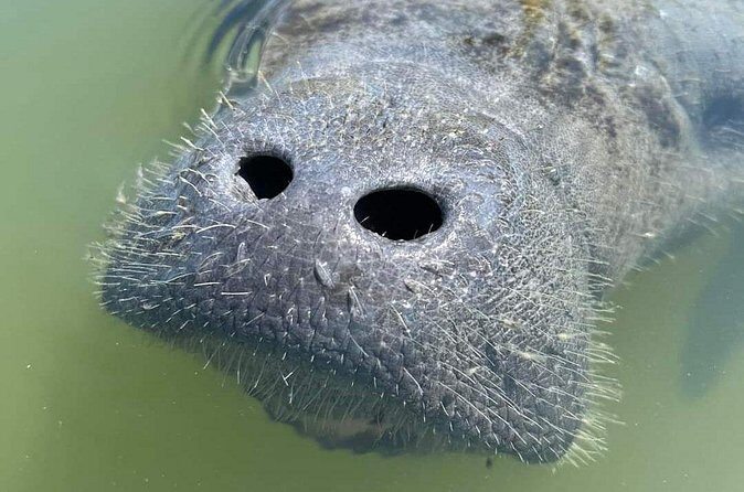 Self-Guided Kayaking Manatee and Dolphin Tour - FAQ