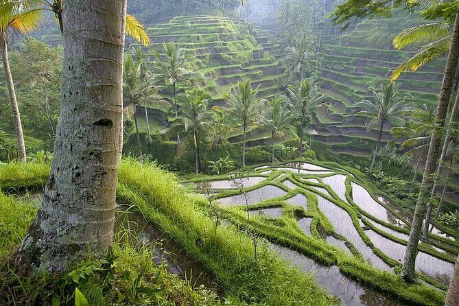 Selogriyo Temple and Trekking Java Rice Terraces, hidden waterfall -Nature Java - Final Thoughts