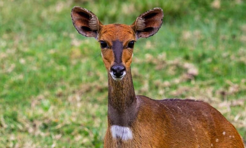 Selous Game Reserve Day Safari with Flight: From Zanzibar - Arrival and First Game Drive